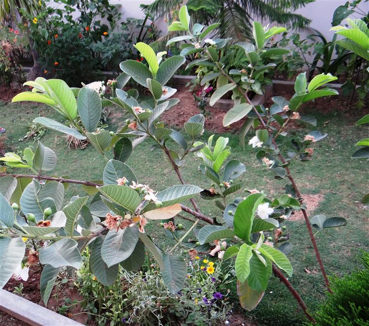 Psidium guajava
